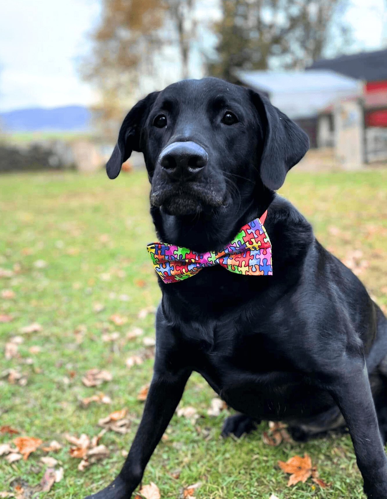 Koda