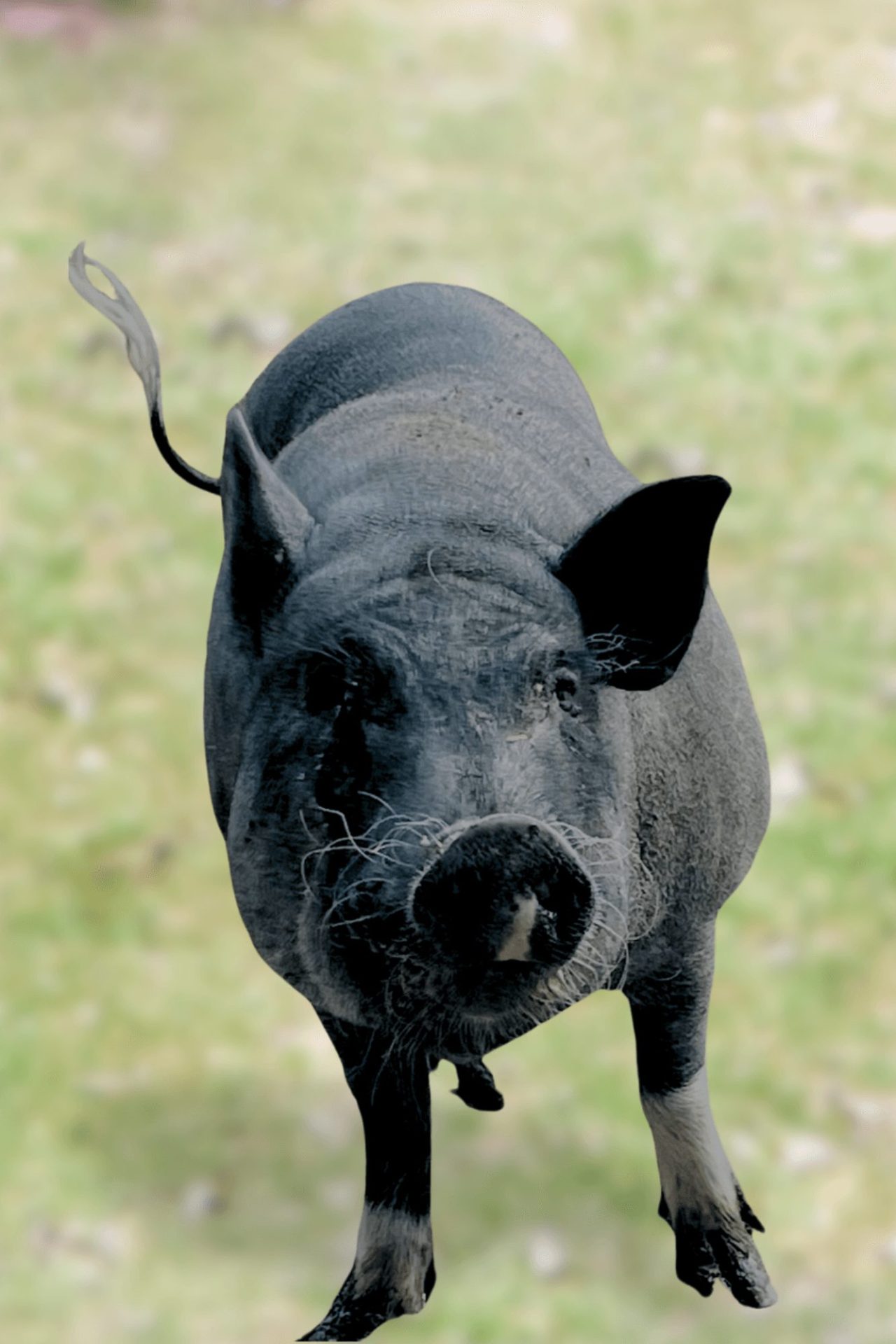 Arlette le cochon