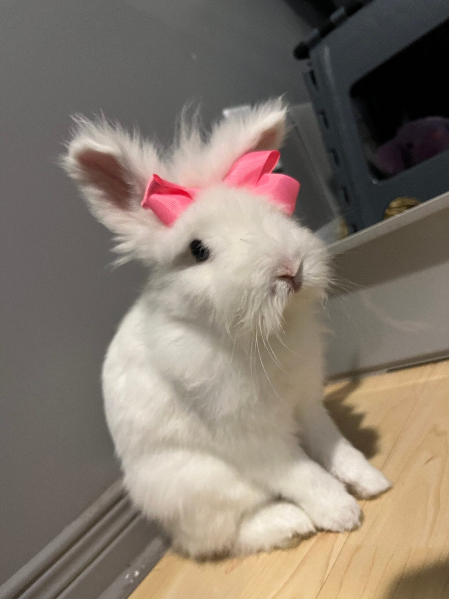 Coconut