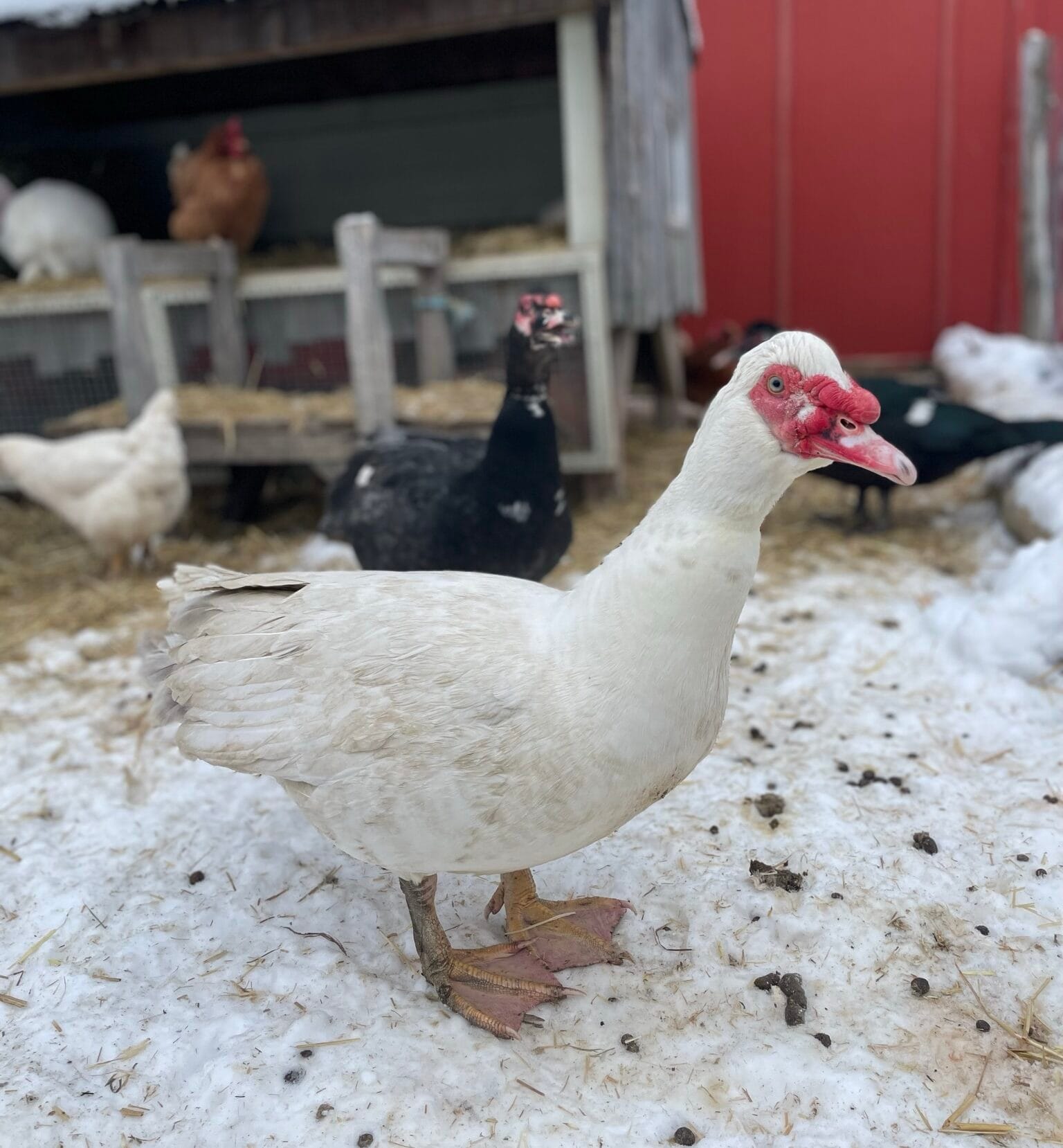 Chicko