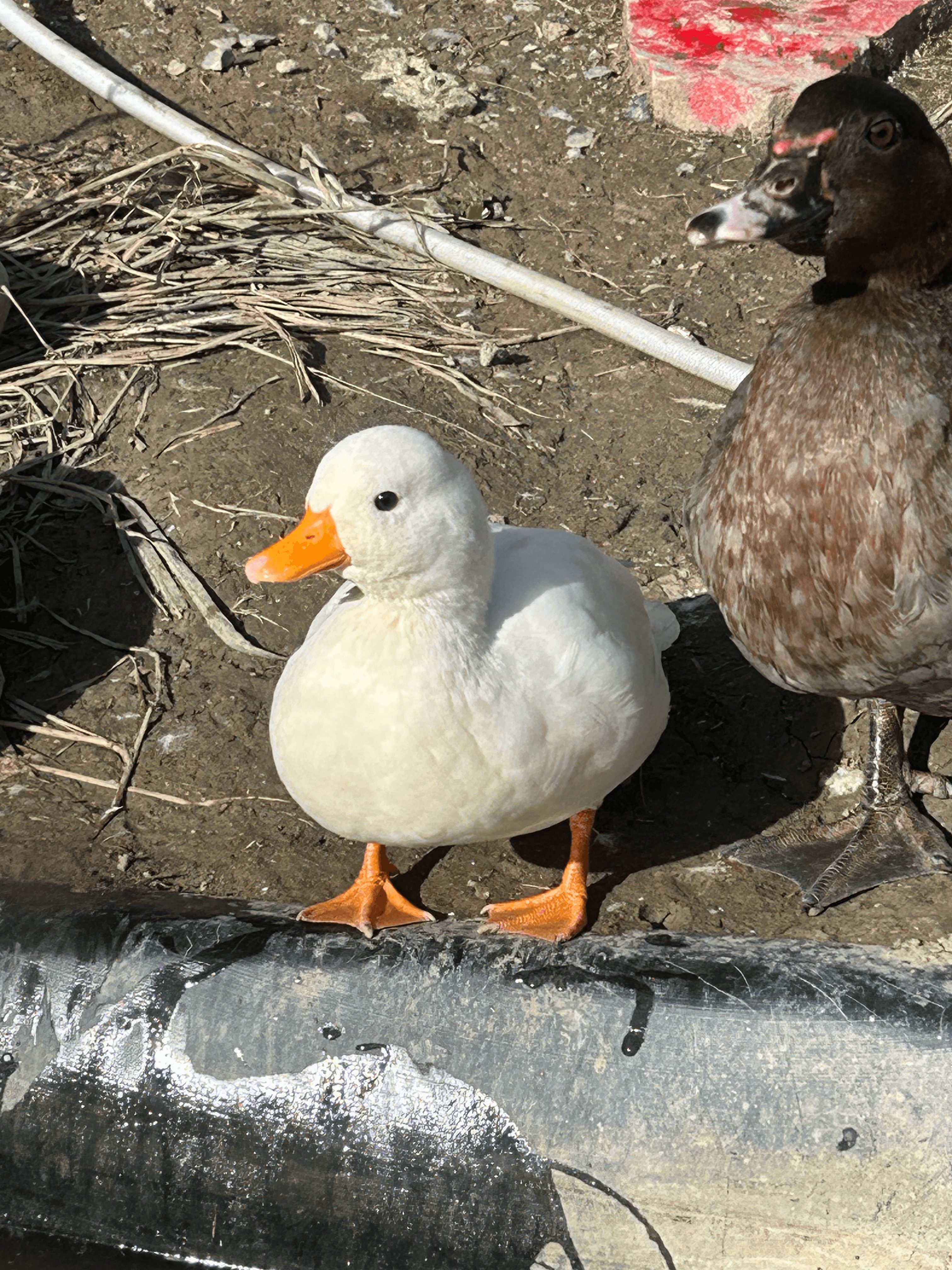 Donald